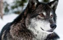 Көкжалдар өмірінің құпиясы