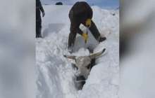 Видеошок: Фермер сиырларын қар астынан тірідей қазып алған