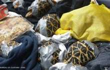 Әуежайдағы иесіз сөмкенің ішінен 1500 тірі тасбақа табылған