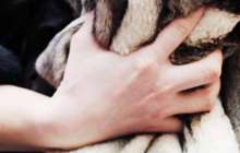 Алматы облысының полицейлері қолды болған ішіктерді тауып, иесіне қайтарды