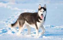 Қос хаски қуантып жүр