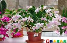 Бөлме гүлін баптау