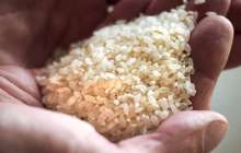 Піскен күріштің орасан зор қаупі анықталды