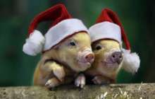 Адамгершілік слайд,презентация - Биология