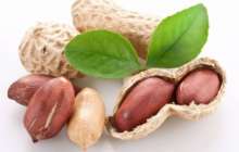 Жер жаңғақтың жанға жайлы қасиеттері