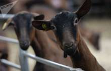 Павлодар облысында әкім бір жылда 125 кітап оқыған балаға ешкі сыйлады
