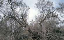 Ақтөбе мен Атырау облыстары бес-алты жылда шөл далаға айналуы мүмкін