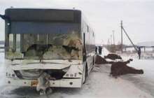 Автобус бір үйір жылқыны басып кетті