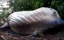 Ерекше өлім: Орманнан ақ киттің денесі табылды