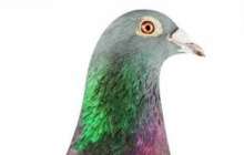 "Көгершінім қайдасың?" Бельгиядағы аукционда көгерші құны 1,25 миллион еуроға сатылды