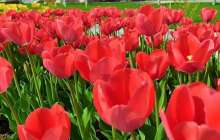 22 Наурыз мейрамы - Балабақша сабақ жоспары