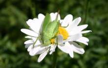 Ауа райы болжамы: 28, 29, 30 мамыр