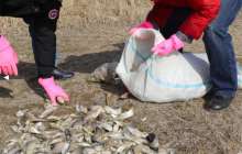 Каспийден заңсыз балық аулаған төрт шетелдікке айыппұл салынды