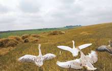 Балапандарын қорғаған қаз жылқыға шабуыл жасады – видео