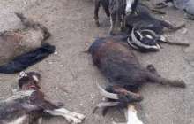 Маңғыстауда ірі бұршақ төпелеп жауды