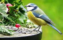 Құстарға қамқорлық, тәрбие сағаты, қызыл кітапқа енген құстар, табиғатты аялау, құстарды қорғау