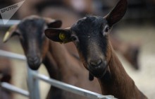 Тоқаев шығынға батқан ҚазАгроға қатысты талап қойды