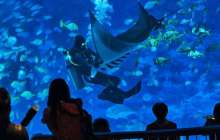 Қиын жағдайға тап болған теңіз албастысы адамдардан көмек сұрады – видео