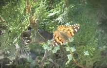 Ақтауды көбелек басып қалды – видео