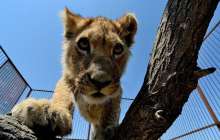 Кішкентай ит арыстандармен айқасты, оқиғаның соңын ешкім күтпеді – видео  