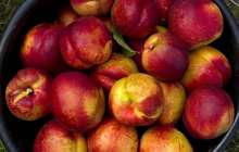 Аптап ыстықта не жеу керек – маманның кеңесі