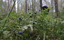 тауда әйелдерге тиісетін маньяк жүр