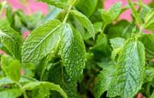 пайдасы, зияны, шайы, емдік өсімдік