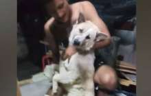 Шомылғысы келмеген ит қулыққа барды