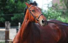 Ат мініп, желіні шулатқан: министрлік Аян Дүйсенбаевты қызметінен босатуды сұрады