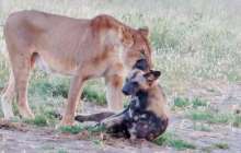 Қорқау ит арыстанның азуынан құтылу үшін өлген кейіп танытты