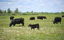 Шетелдіктерге жер сату: министр мәселеге нүкте қойды