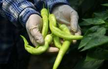 Ащы тағамның қандай пайдасы бар