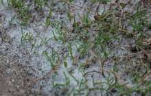 Өскеменде қар жауды - видео