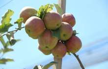 Нұр-Сұлтан, Алматы, Шымкент, Шығыс Қазақстан