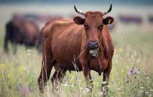 Мал ұрлаған адам 12 жылға дейін сотталуы мүмкін