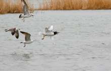 Қаз балапанына қырғидай тиген шағаланы суға батырып өлтірді – видео