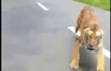 Жолбарыс мотоциклдің соңынан қуды - видео