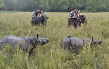 Піл мен мүйізтұмсықтың кескілескен айқасы видеоға түсіп қалды