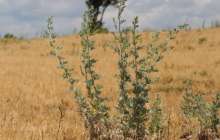 Жусанның емдік қасиеті, қандай ауруға ем, банк, иісі