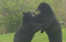 Тұрғын үйдің ауласында екі аю төбелесіп қалды