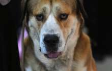 Алматы жаңалықтары: облыс тұрғыны итін полицейлерге айтақтап жіберді