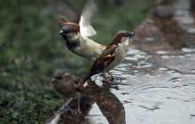 Бұршақ жауып, дауыл тұрады: Қазгидромет дабылды ескерту жариялады