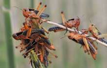 Сомалиде шегіртке қаптап, төтенше жағдай жарияланды