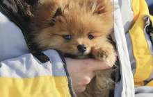 Әтеш сияқты шақыратын күшік желіні күлкіге батырды