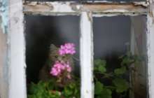 Депутат Амқола облысындағы ауыл тұрғындарының жанайқайын жеткізді