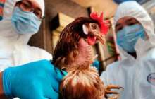 Жүздеген құс вирустан өлген: Қытайда құс тұмауы өршіді