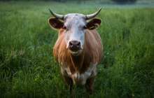 Бір қазақстандыққа қанша сиырдан келеді – сарапшылар есептеп шығарды