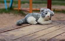 ішкі істер министрлігі жоғалған балалар туралы айтты