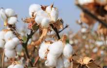 "Мақта теруге мәжбүрлеген" шенеуніктердің тізімі жарияланды