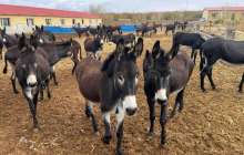 Қытайда есектің сүті мен терісі табысты бизнес көзіне айналған